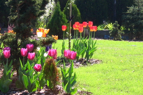 wiosna i tulipany w Rogalinku